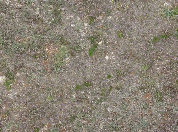 Sparse grass on stones texture, with mostly dried, white weeds on the surface, and small purple flowers visible. A few white stones are visible among the weeds.